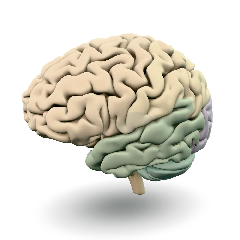 Illustrative 3D model of a human brain. Not a patient scan and not a diagram of how any treatment works.